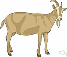 billy - male goat