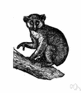 Arctocebus calabarensis - a kind of lemur