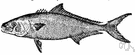Seriola dorsalis - game fish of southern California and Mexico having a yellow tail fin
