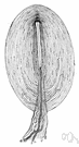 Pacinian corpuscle - a specialized bulblike nerve ending located in the subcutaneous tissue of the skin