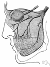 trigeminal nerve - the main sensory nerve of the face and motor nerve for the muscles of mastication trigeminal nerve - the main sensory nerve of the face and motor nerve for the muscles of mastication