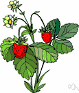 Berry - any of numerous small and pulpy edible fruits