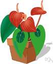 tailflower - any of various tropical American plants cultivated for their showy foliage and flowers