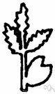 Iresine - genus of tropical American herbs or subshrubs