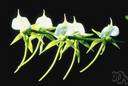 angrecum - any of various spectacular orchids of the genus Angraecum having dark green leathery leaves and usually nocturnally scented white or ivory flowers