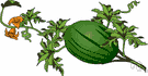 melon vine - any of various fruit of cucurbitaceous vines including: muskmelons