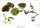 horse-brier - a very prickly woody vine of the eastern United States growing in tangled masses having tough round stems with shiny leathery leaves and small greenish flowers followed by clusters of inedible shiny black berries