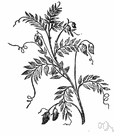 Lens culinaris - widely cultivated Eurasian annual herb grown for its edible flattened seeds that are cooked like peas and also ground into meal and for its leafy stalks that are used as fodder