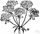 compound leaf - a leaf composed of a number of leaflets on a common stalk