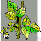 mixed bud - a bud yielding both leaves and flowers