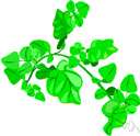cress green