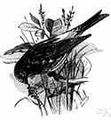 Serinus - Old World finches