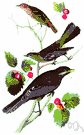 genus Perisoreus - Canada jays