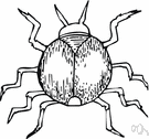 western black-legged tick - a tick that feeds on dusky-footed wood rat and bites humans