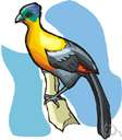 family Musophagidae