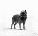 Belgian griffon - breed of various very small compact wiry-coated dogs of Belgian origin having a short bearded muzzle