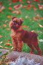griffon - breed of various very small compact wiry-coated dogs of Belgian origin having a short bearded muzzle