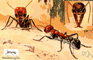 bulldog ant - any of the large fierce Australian ants of the genus Myrmecia