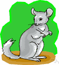 black squirrel - fox squirrel or grey squirrel in the black color phase