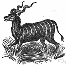 koudou - either of two spiral-horned antelopes of the African bush