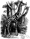 Giraffa - type genus of the Giraffidae