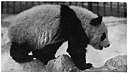 family Ailuropodidae - in some classifications considered the family comprising the giant pandas