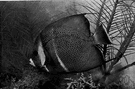 Pomacanthus - angelfishes