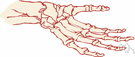 trapezoid - the wrist bone between the trapezium and the capitate bones