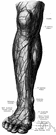 arteria metatarsea - dorsal and plantar arteries to the metatarsal region of the foot