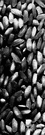 polished rice - having husk or outer brown layers removed