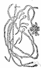 thallus - a plant body without true stems or roots or leaves or vascular system