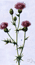 Canada thistle - European thistle naturalized in United States and Canada where it is a pernicious weed