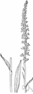 rein orchid - any of several American wildflowers with a kidney-shaped lip