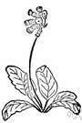 Primula veris - early spring flower common in British isles having fragrant yellow or sometimes purple flowers