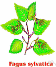 Fagus - beeches