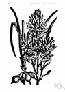 Asphodelus - small genus of tall striking annuals or perennials with grasslike foliage and flowers in dense racemes or panicles