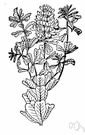 Poison bush - any of various Australian evergreen shrubs of the genus Gastrolobium having whorled compound leaves poisonous to livestock and showy yellow to deep reddish-orange flowers followed by two-seeded pods