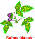 wild raspberry - the common European raspberry