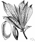 sapodilla - large tropical American evergreen yielding chicle gum and edible fruit