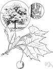 American plane - very large spreading plane tree of eastern and central North America to Mexico