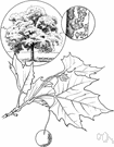 American sycamore - very large spreading plane tree of eastern and central North America to Mexico