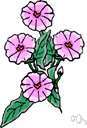 Acinos - plants closely allied to the genera Satureja and Calamintha