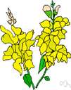 antirrhinum - a genus of herbs of the family Scrophulariaceae with brightly colored irregular flowers