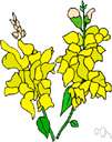 genus Antirrhinum - a genus of herbs of the family Scrophulariaceae with brightly colored irregular flowers