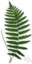 Dryopteris thelypteris pubescens - fern of northeastern North America