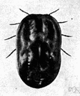 Texas fever - an infectious disease of cattle transmitted by the cattle tick
