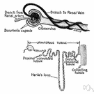 urinary tract infection - any infection of any of the organs of the urinary tract