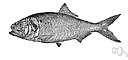 menhaden oil - a fatty oil obtained from the menhaden fish and used in paint and ink and in treating leather