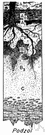 podsol - a soil that develops in temperate to cold moist climates under coniferous or heath vegetation