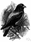 Pastor sturnus - glossy black bird with pink back and abdomen
